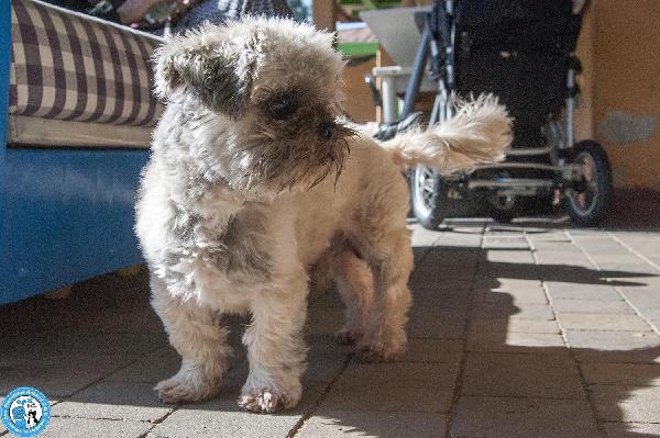 Blakino: il piccolo shih tzu che aspetta il miracolo Foto 5